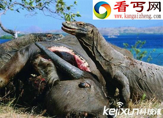 史前巨兽科摩多巨蜥 远古世界的失落继承者