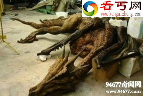 中国真龙尸体事件曝光,世界果然有龙的存在