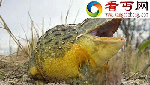 动物世界巨型“怪兽” 巨型狮虎兽体重超过1000斤!