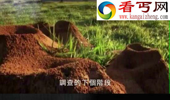 科学家竟向蚁窝灌4吨水泥 挖开后惊呆众人