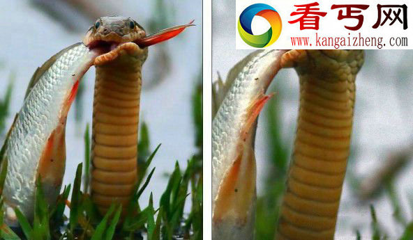 精彩!男子湖边拍鸟无意中拍到水蛇捕鱼瞬间