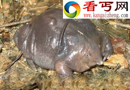 自然界的十大活化石 已有1.34亿年