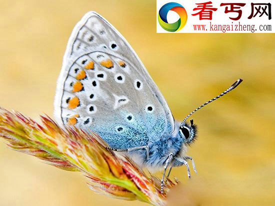 蝴蝶竟然也长寿 是何让蝴蝶度过600年时光?