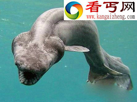 水怪之谜再现乌克兰惊现史前鲨鱼？