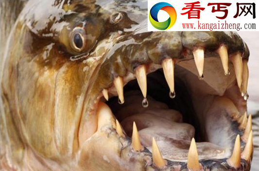 神秘凶残食人水怪,对人肉有极大兴趣!