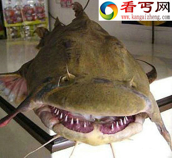 神秘凶残食人水怪,对人肉有极大兴趣!