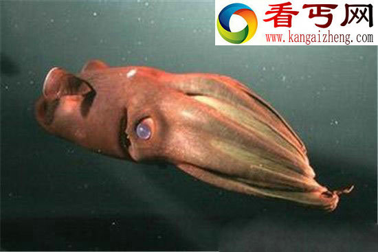 海洋生物具有超能力,乌贼用大脑消化食物