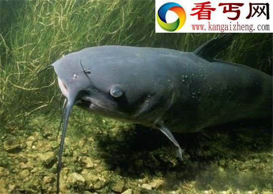 海洋生物具有超能力,乌贼用大脑消化食物