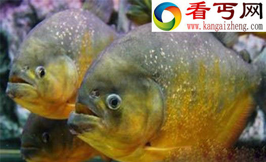 海洋生物具有超能力,乌贼用大脑消化食物