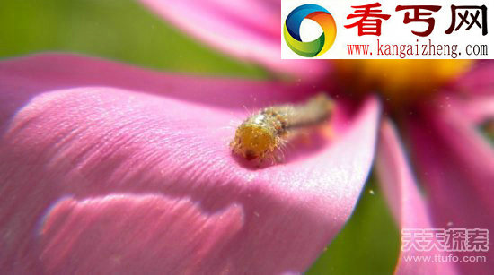 如果人类灭绝！地球的统治者竟然会是它_