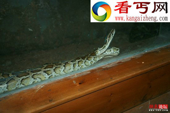 实拍巨蟒痛苦中蜕皮全程