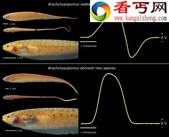 亚马孙河发现发电尾部发电当导航鱼类 
