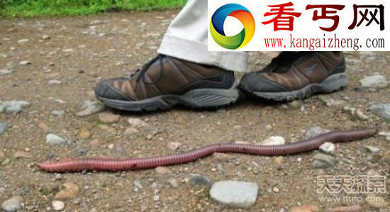 重庆惊现体型硕大＂史前巨蚯蚓＂