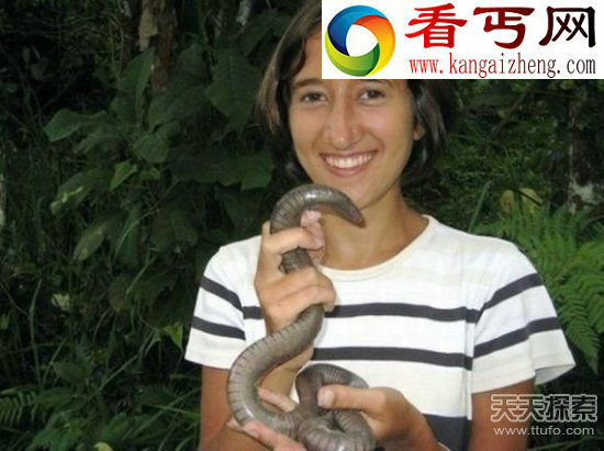 重庆惊现体型硕大＂史前巨蚯蚓＂