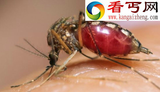 蚊子如何用嘴针吸血？显微镜下的清晰实拍