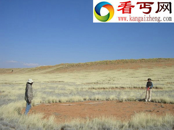 仙女圈之谜又有新解释植物之间的竞争