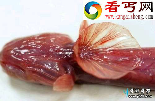 发现形似科幻异形生物紫鳗虾虎鱼