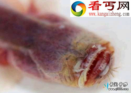 发现形似科幻异形生物紫鳗虾虎鱼