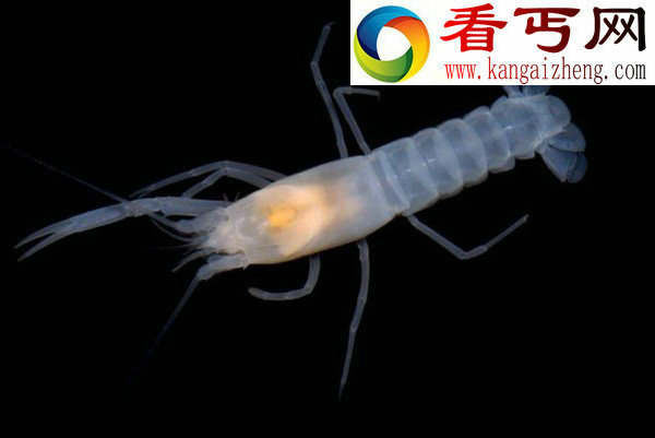 11种盲动物奇闻寿命可达176年的盲螯虾