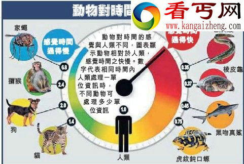 苍蝇视觉看世界如“慢动作”  反应快人类四倍 