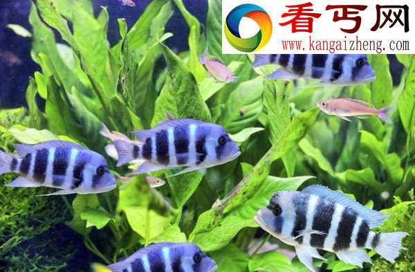 淡水鱼是怎样散到各大洲的