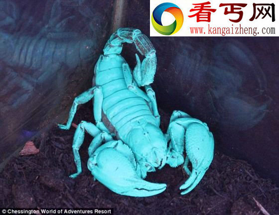 紫外光照射蝎子发出蓝色荧光