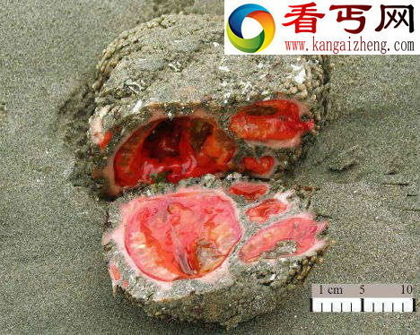秘鲁雌雄同体怪异海洋生物外表似岩石