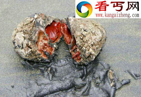 秘鲁雌雄同体怪异海洋生物外表似岩石