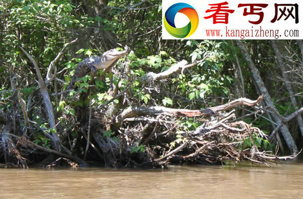 最新研究发现鳄鱼具备爬树能力