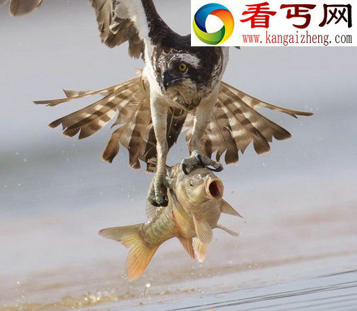 摄影师抓拍鱼鹰捕食鲤鱼精彩瞬间