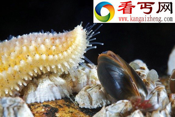 探秘神奇缤纷的白海水下生物(高清组图)