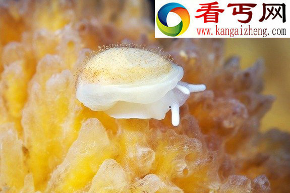 探秘神奇缤纷的白海水下生物(高清组图)