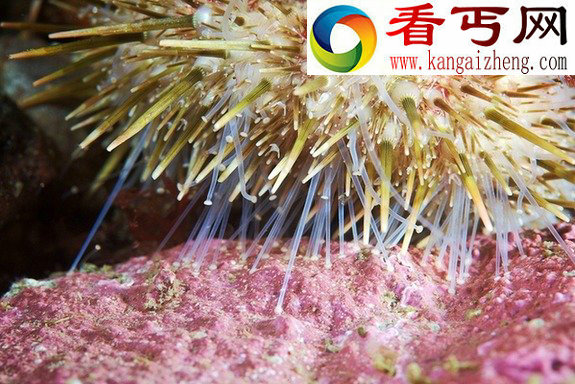 探秘神奇缤纷的白海水下生物(高清组图)