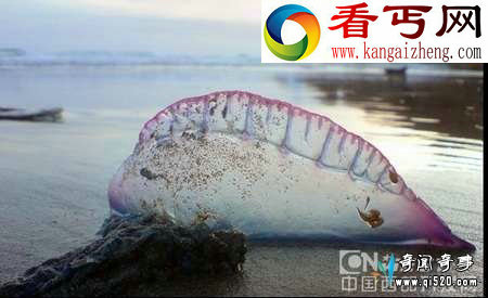 神秘紫色剧毒全身透明海洋生物仿佛来自外星