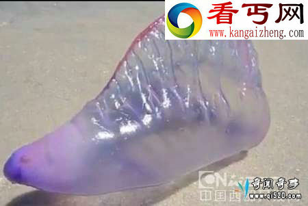 神秘紫色剧毒全身透明海洋生物仿佛来自外星