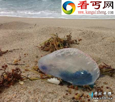 神秘紫色剧毒全身透明海洋生物仿佛来自外星