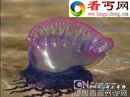 神秘紫色剧毒全身透明海洋生物仿佛来自外星