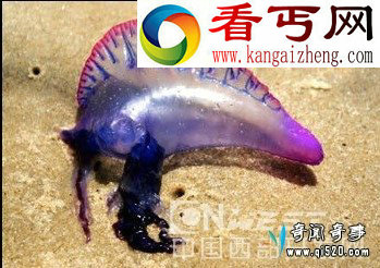 神秘紫色剧毒全身透明海洋生物仿佛来自外星