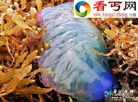 神秘紫色剧毒全身透明海洋生物仿佛来自外星
