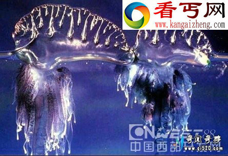 神秘紫色剧毒全身透明海洋生物仿佛来自外星