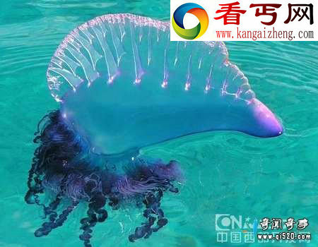 神秘紫色剧毒全身透明海洋生物仿佛来自外星