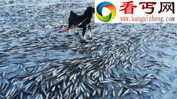 挪威极寒鱼群被冻僵凝固