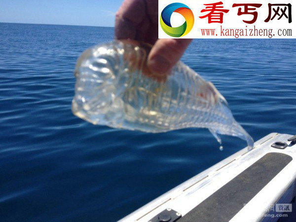 捕鱼爱好者钓到神秘透明虾