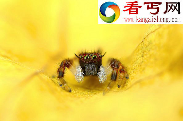 各种蜘蛛眼（多图慎入）