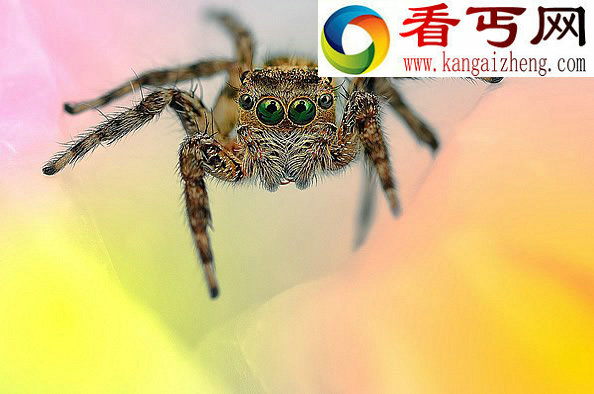 各种蜘蛛眼（多图慎入）