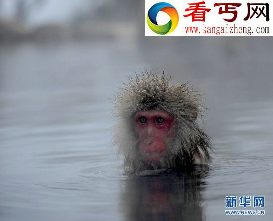 盘点动物界的表情帝