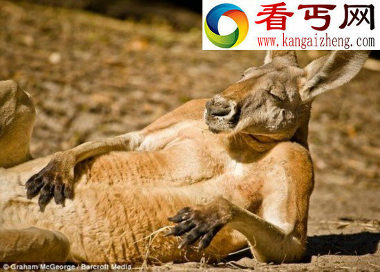 盘点动物界的表情帝