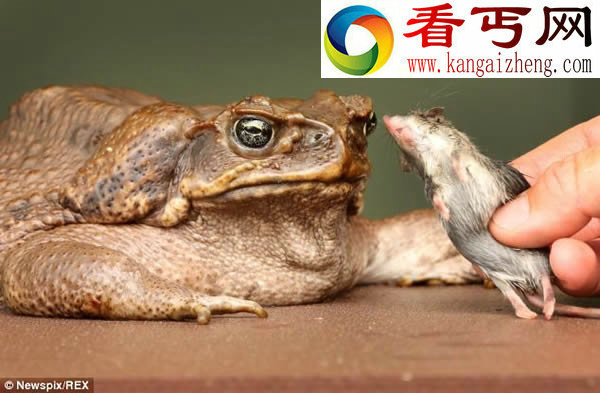 澳洲甘蔗蟾蜍泛滥
