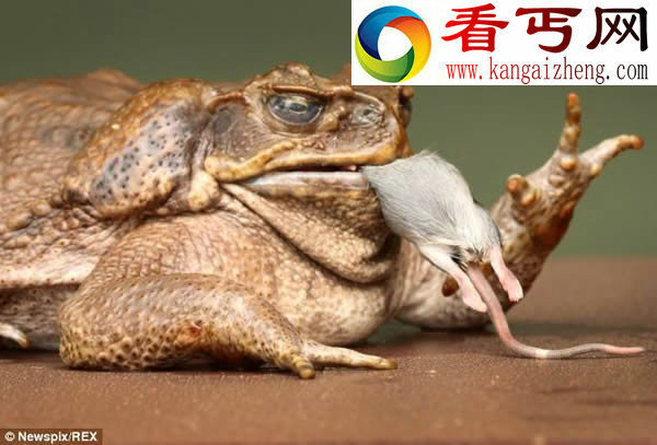 澳洲甘蔗蟾蜍泛滥