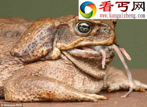 澳洲甘蔗蟾蜍泛滥